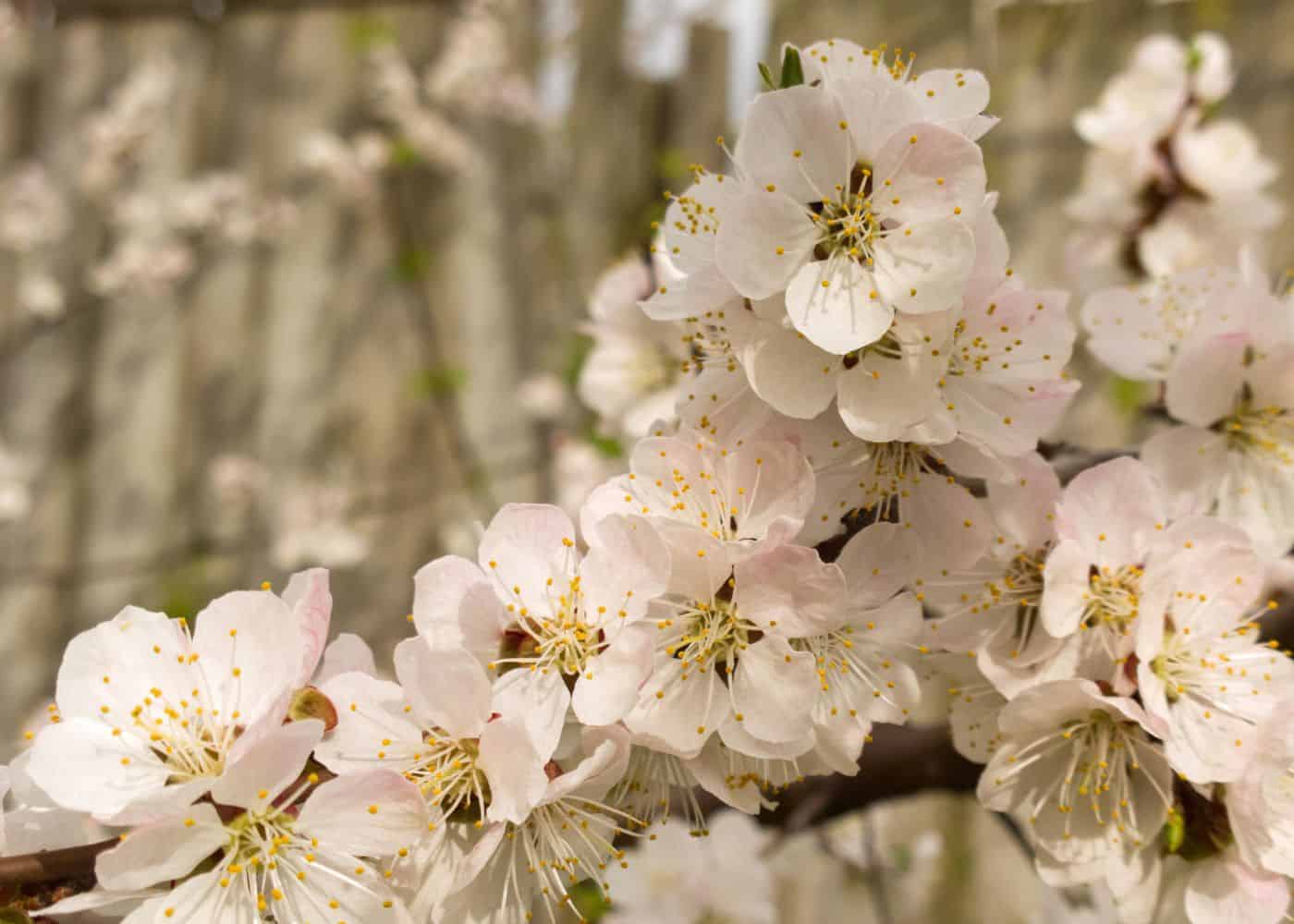 Apricot blossoms in spring
