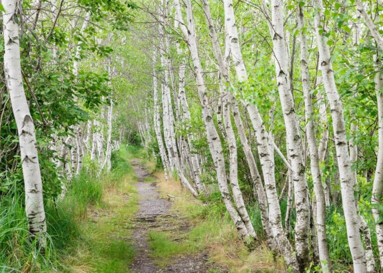 15+ best trees for backyard 🌳🍃 Choices for shade, privacy, and beauty