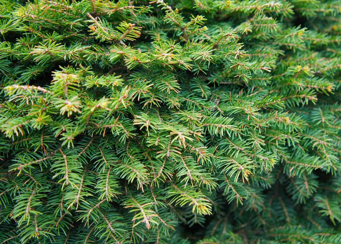 Bird's nest spruce (picea abies ‘nidiformis')