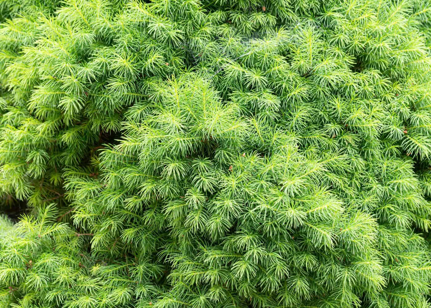 Bird's nest spruce (picea abies 'nidiformis')