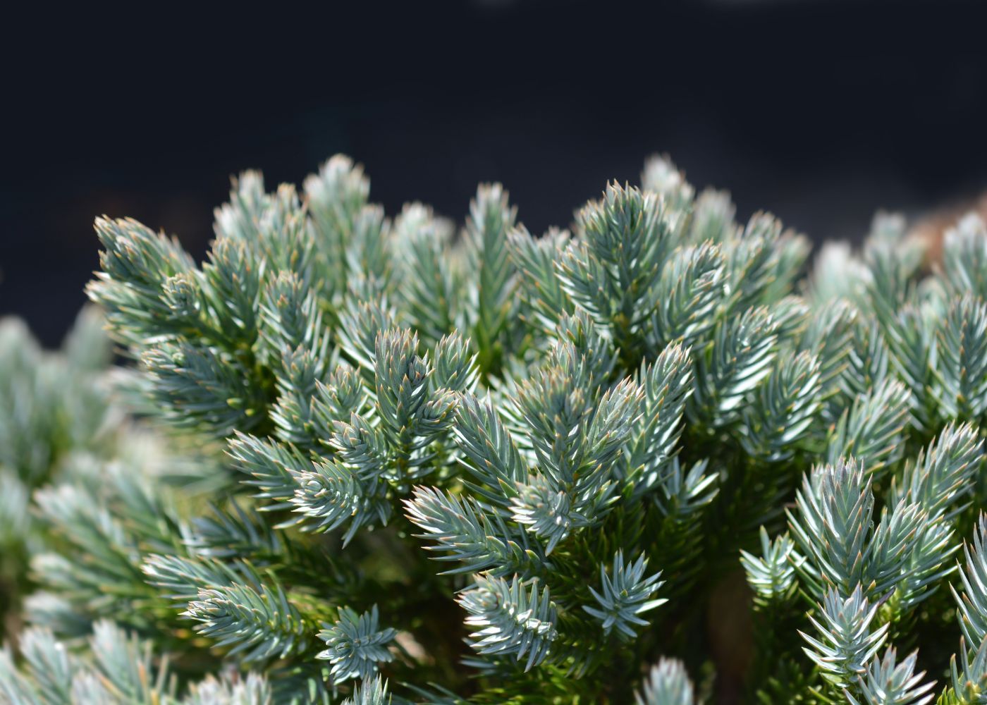 Blue star juniper (juniperus squamata 'blue star')