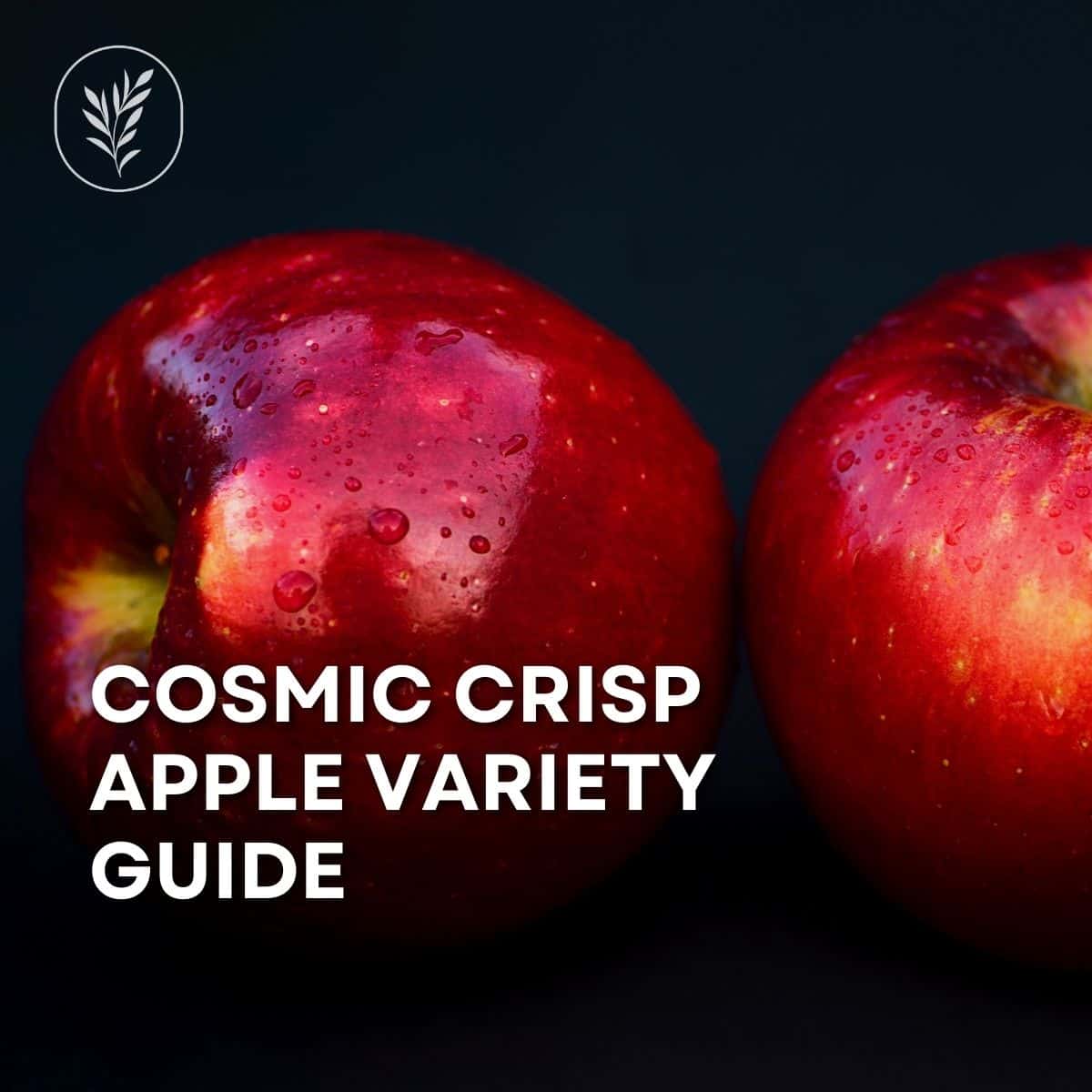 Cosmic crisp apple via @home4theharvest