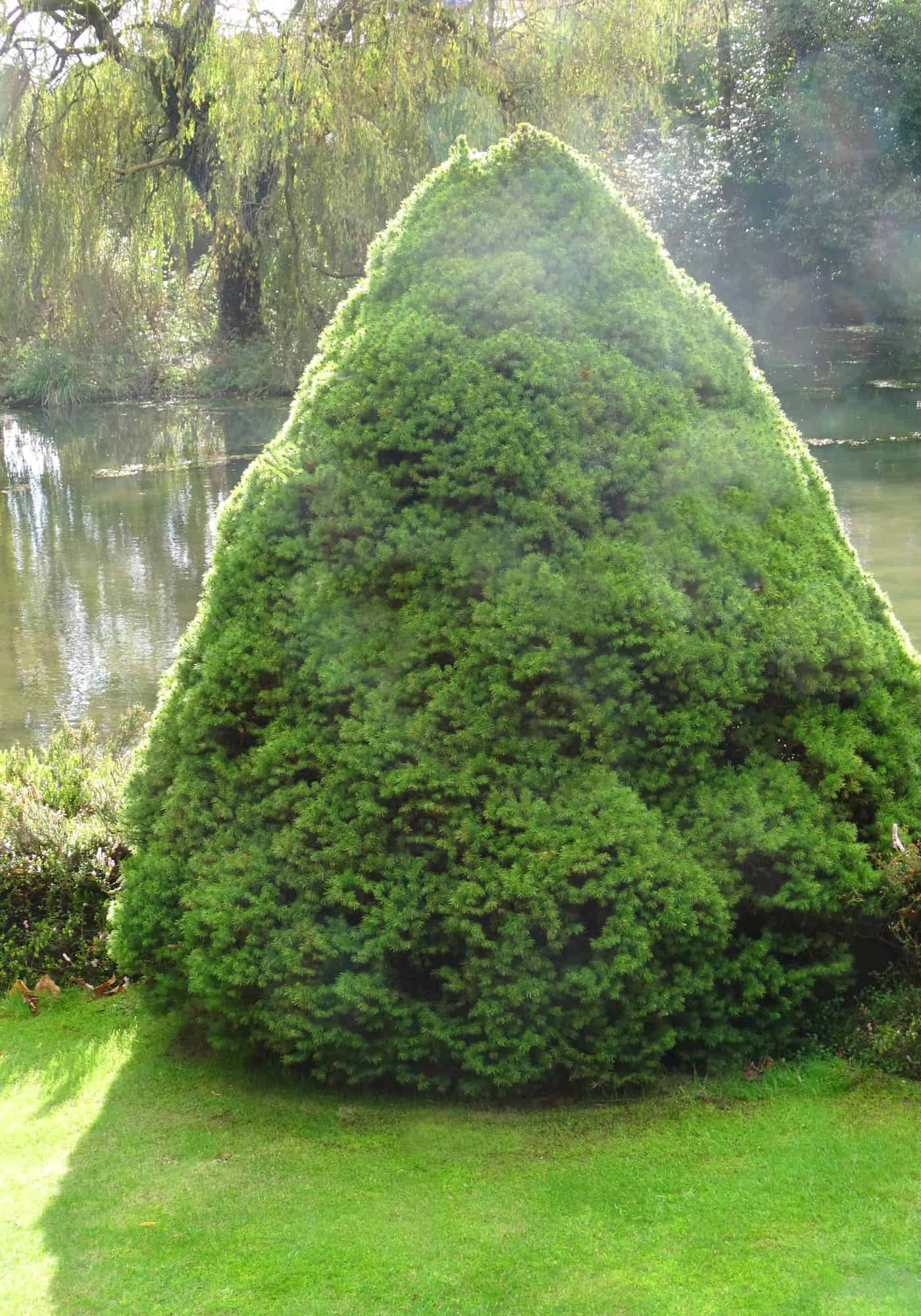 Dwarf alberta spruce (picea glauca ‘conica')