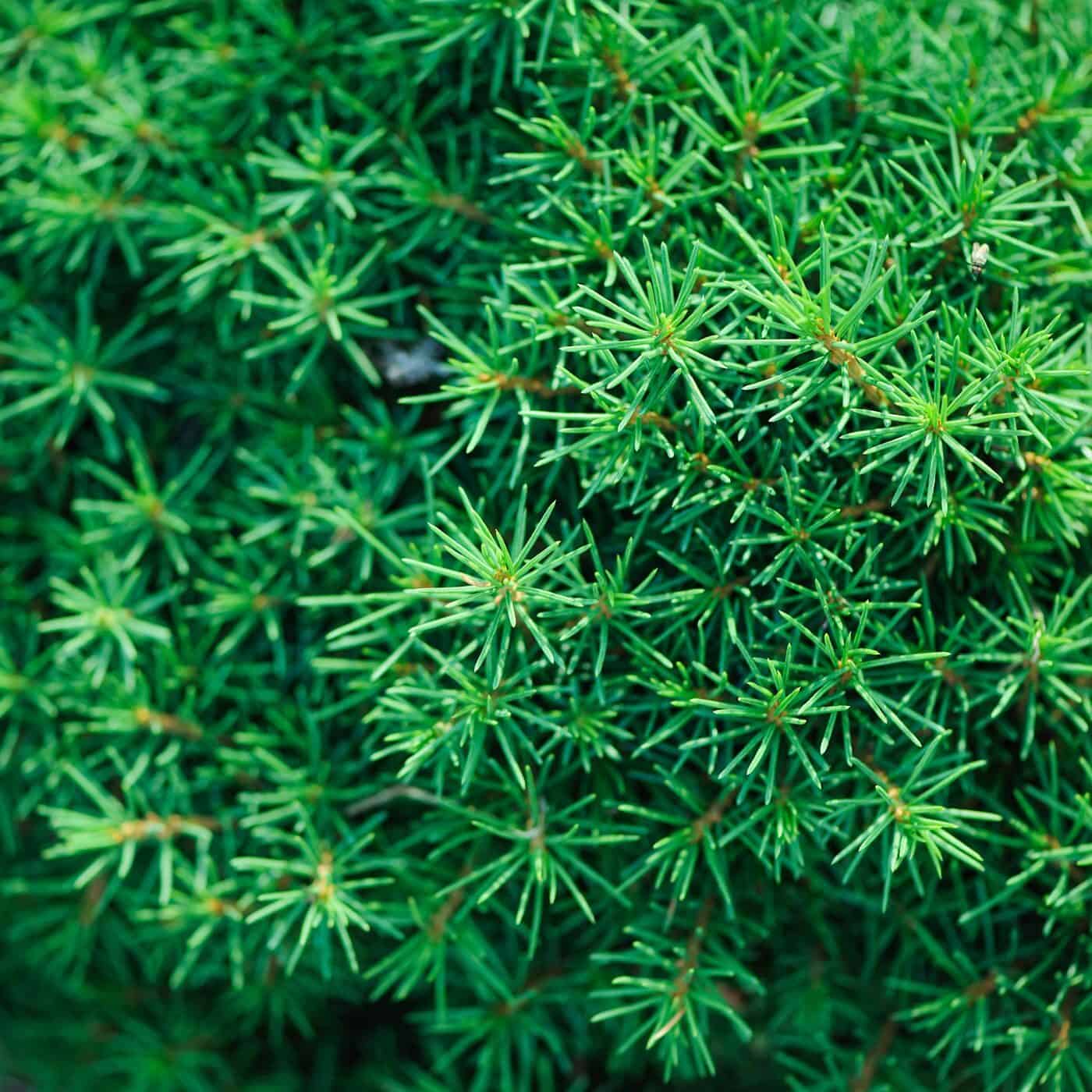 Dwarf black spruce (picea mariana 'nana')