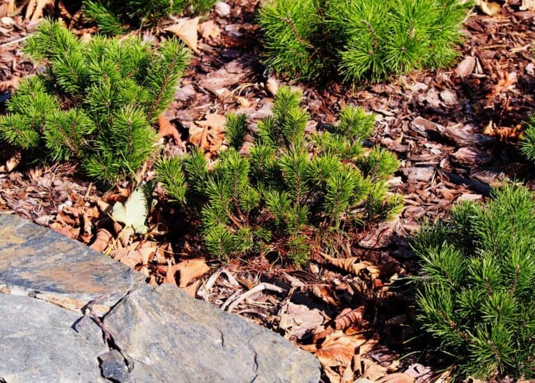 Dwarf mugo pine (pinus mugo var. Pumilio)