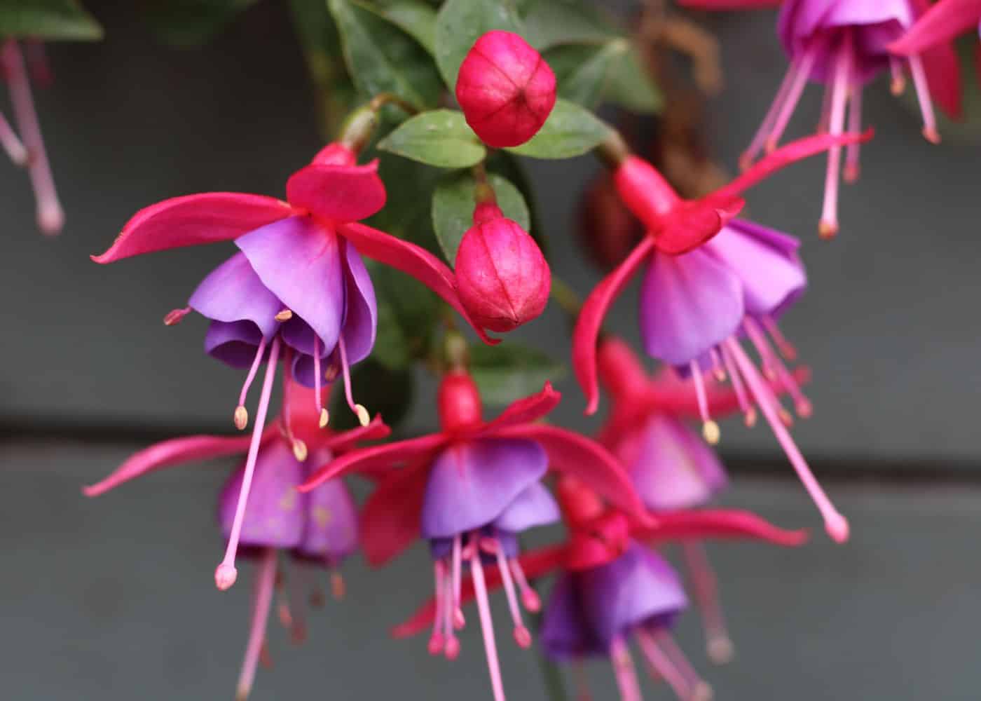Fuchsia hanging from basket on shady porch
