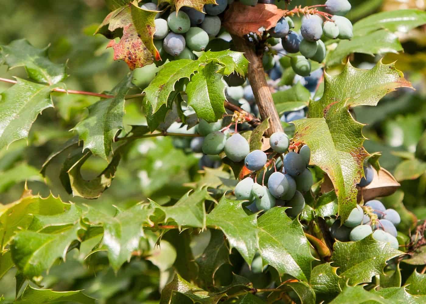 Oregon grape holly (berberis aquifolium)