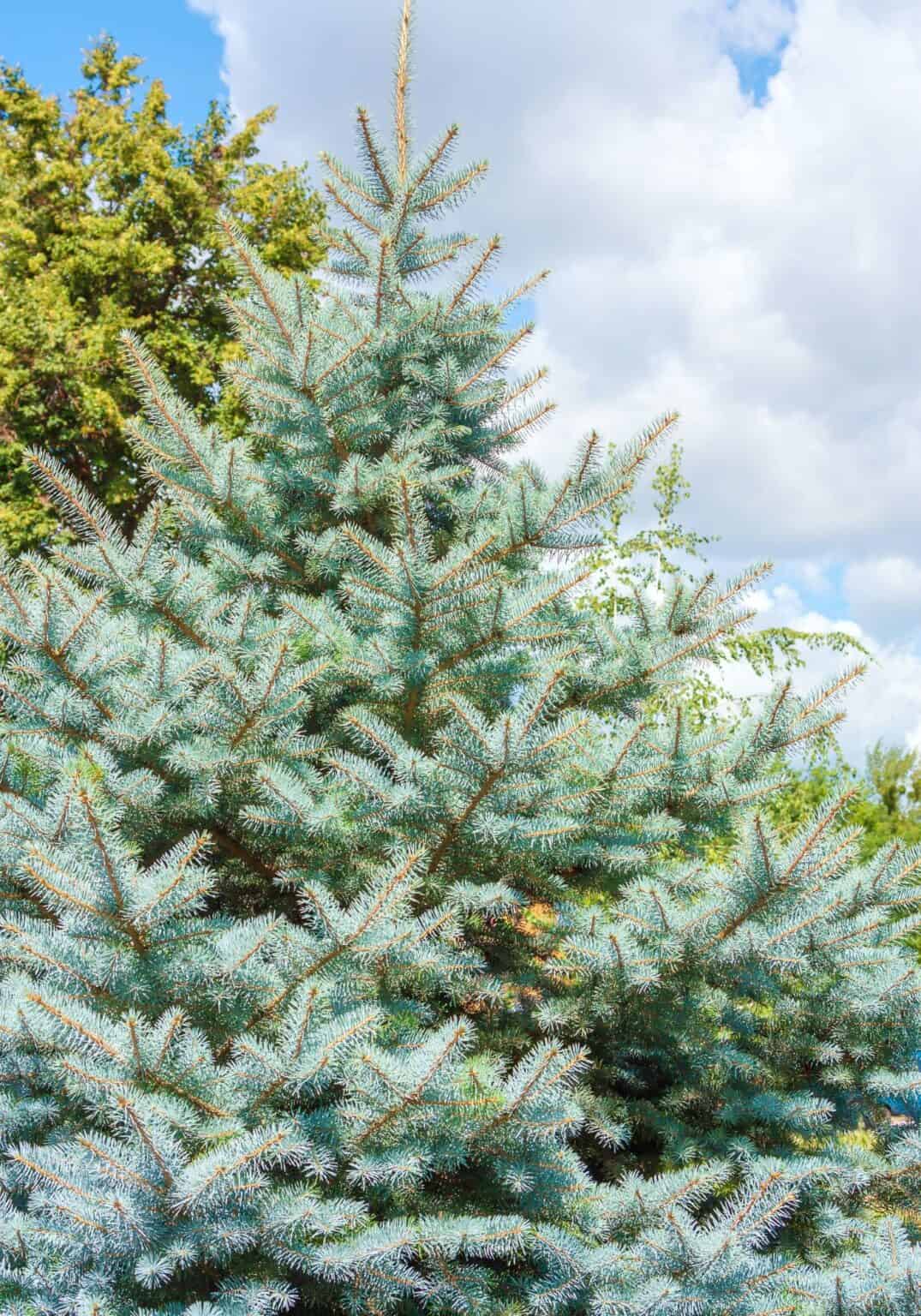 15+ best trees for backyard 🌳🍃 Choices for shade, privacy, and beauty