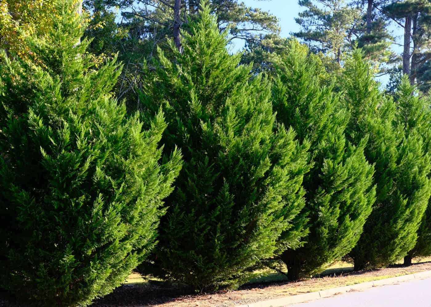 The leyland cypress - growing in a row along a road