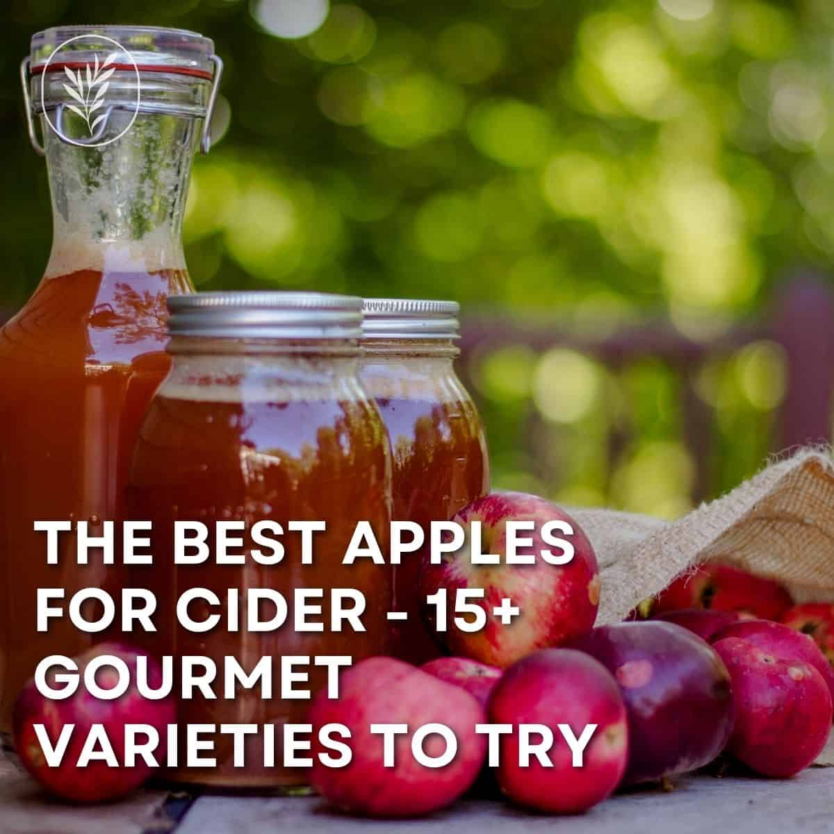 The best apples for cider - 15+ varieties to try - instagram via @home4theharvest