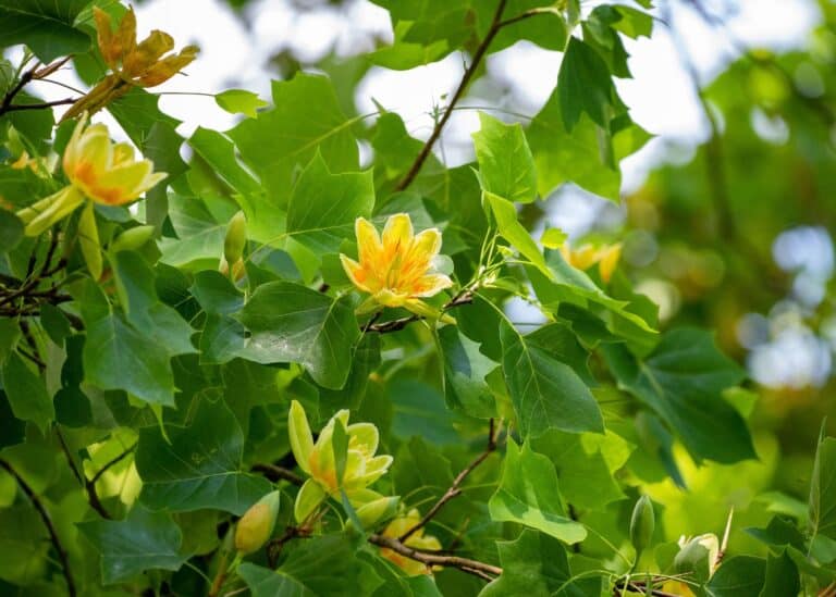 15+ best trees for backyard 🌳🍃 Choices for shade, privacy, and beauty