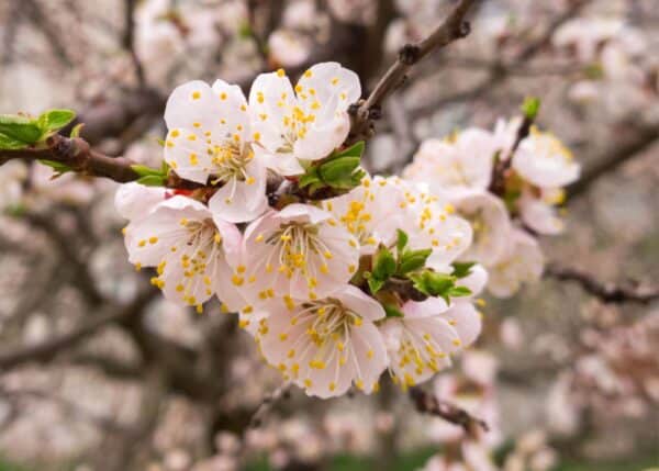 When do apricot trees bloom