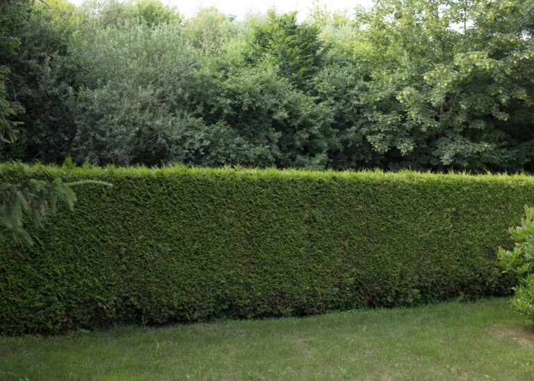 Best-evergreen-shrubs-for-privacy
