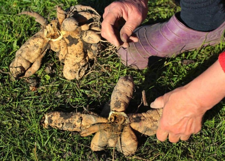 How to store dahlia tubers 🌸 📦 Protecting your blooms for next season