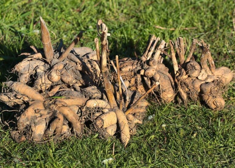 Dahlia tubers after digging them up