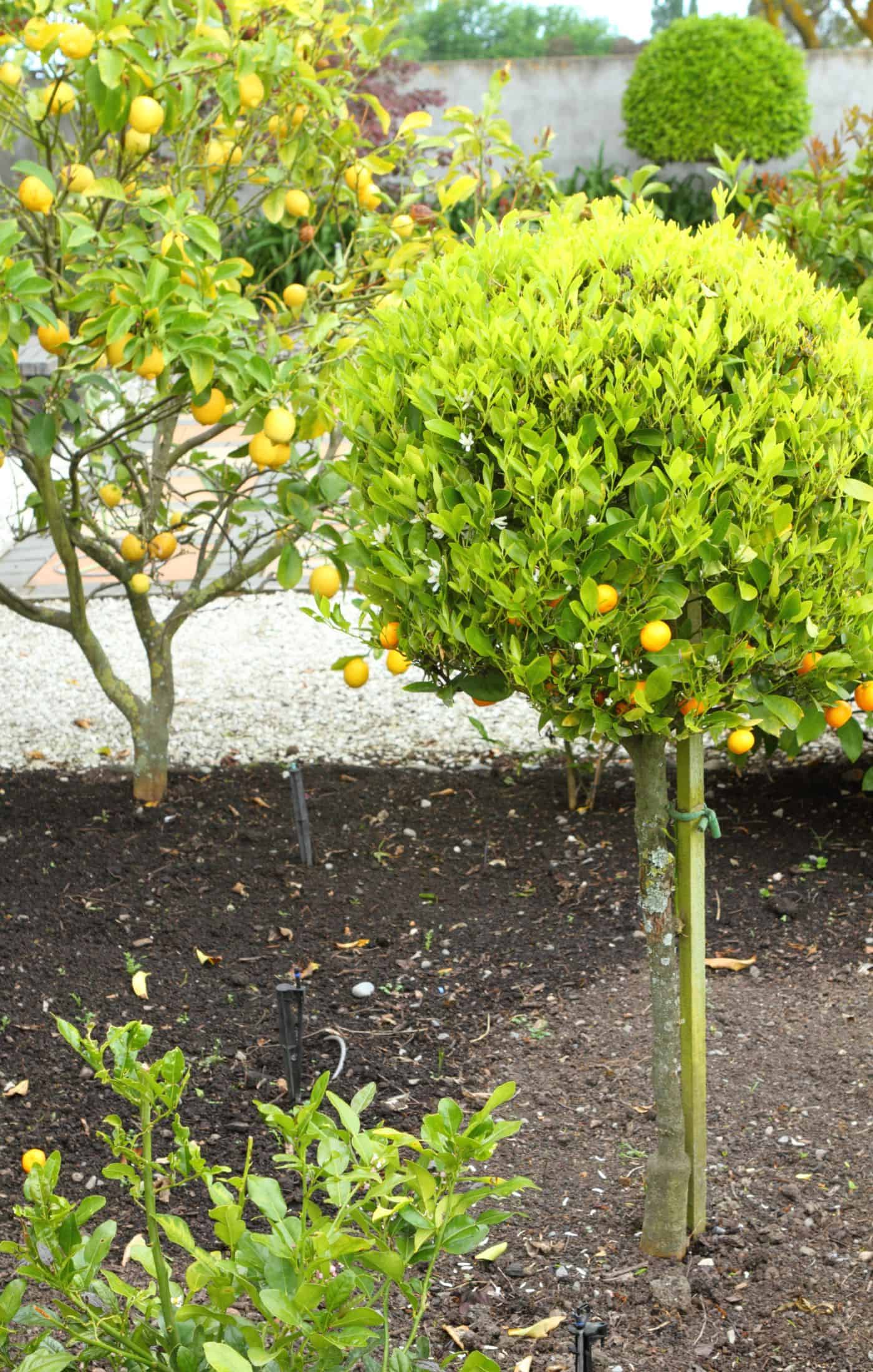Different pruning techniques for citrus