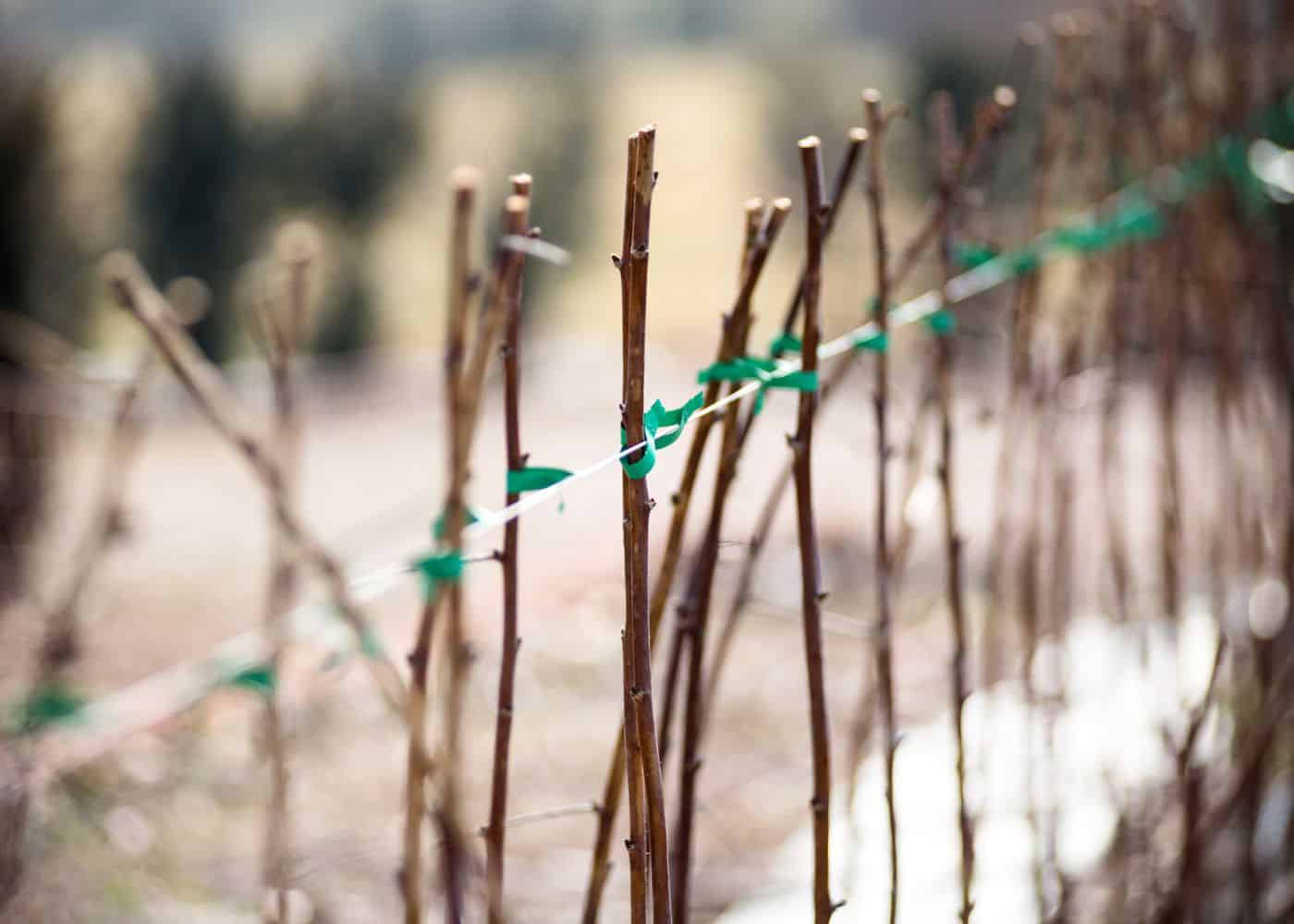 Dormant canes after pruning