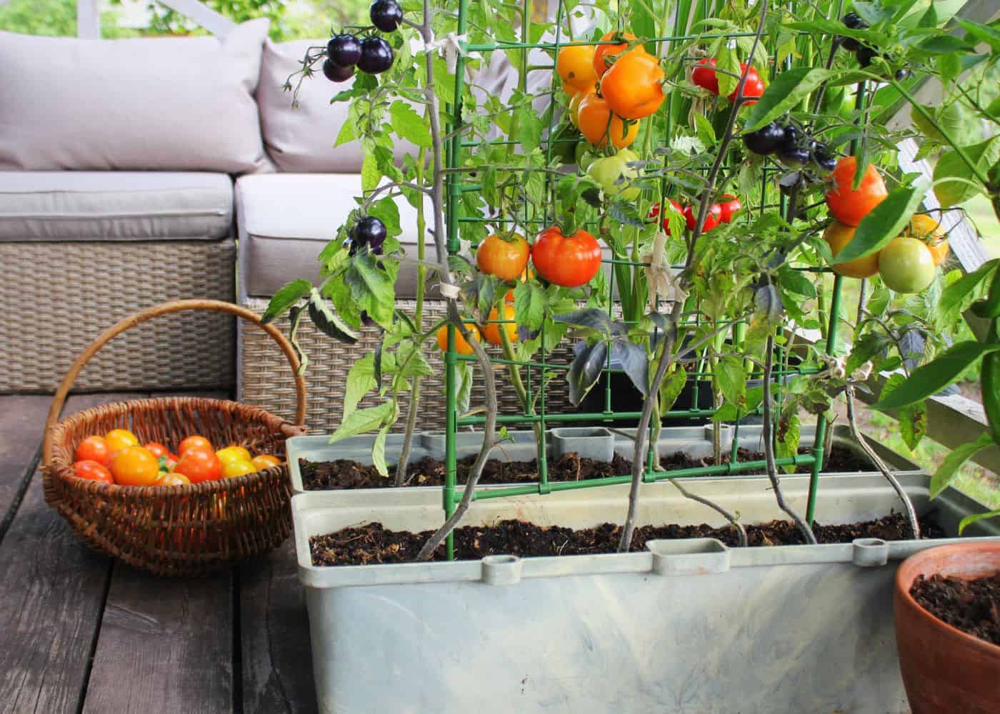 Gourmet tomatoes on the deck in planters