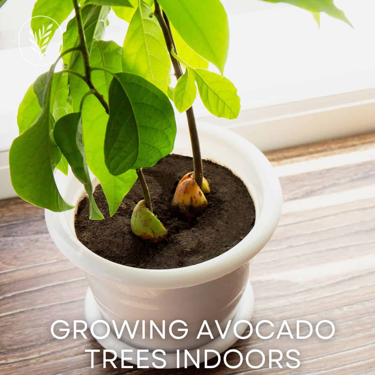 Growing avocado trees indoors via @home4theharvest