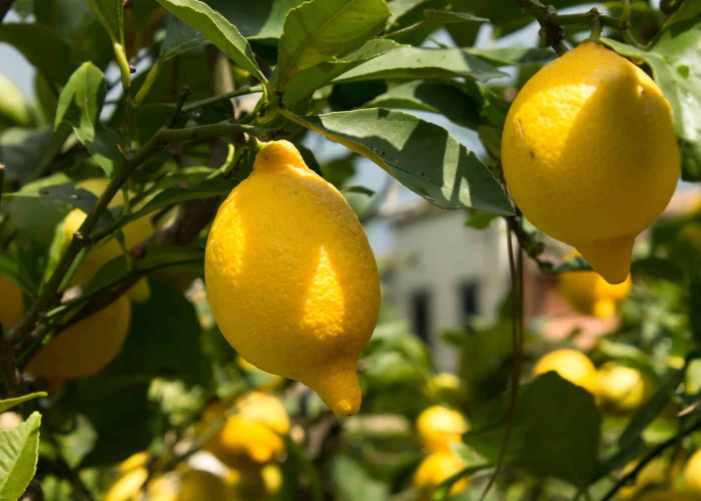 Growing your own lemons at home