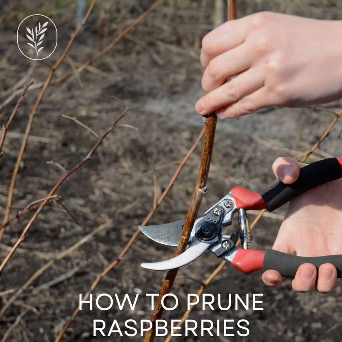 How to prune raspberries via @home4theharvest