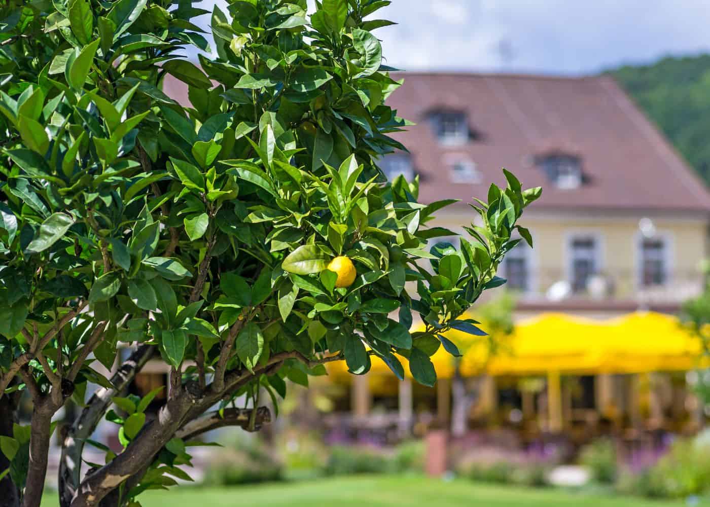 Lemon tree in a park