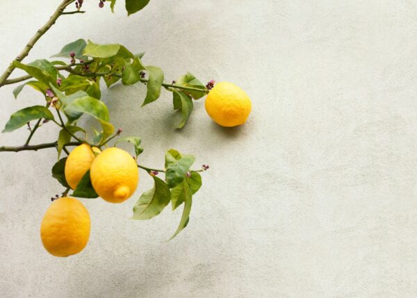 lemons growing on branches in a courtyard garden