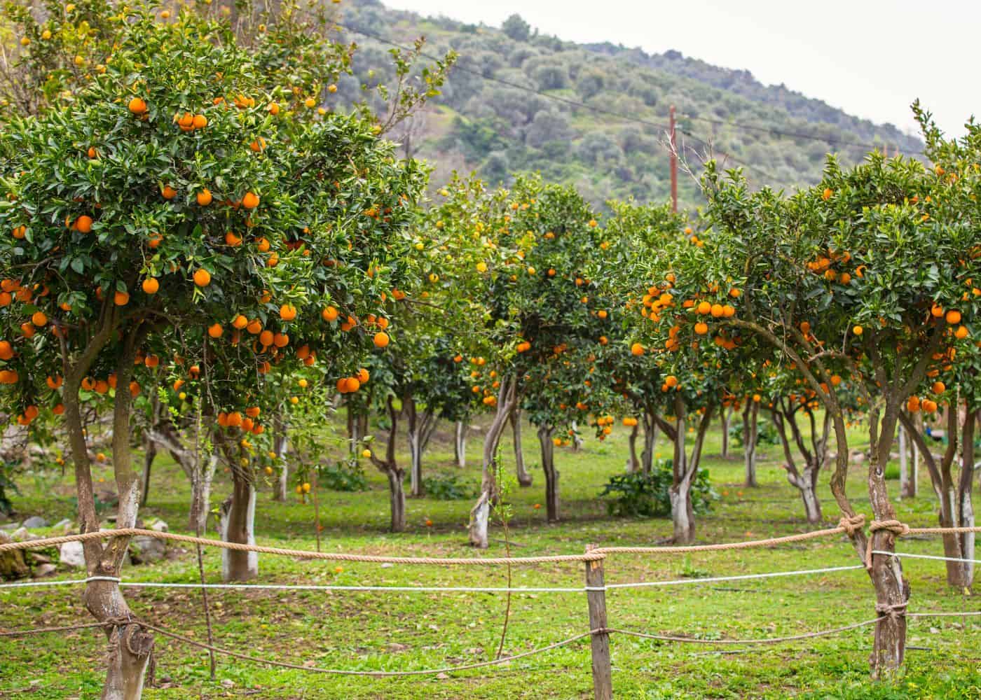 Orange farm in the mediterranean