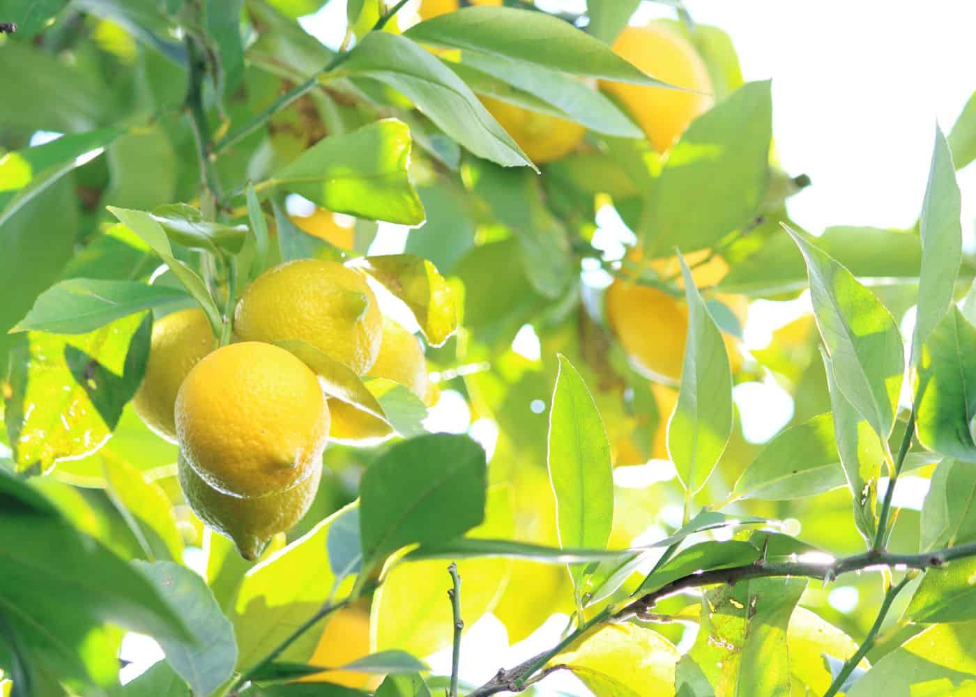 Healthy lemon tree