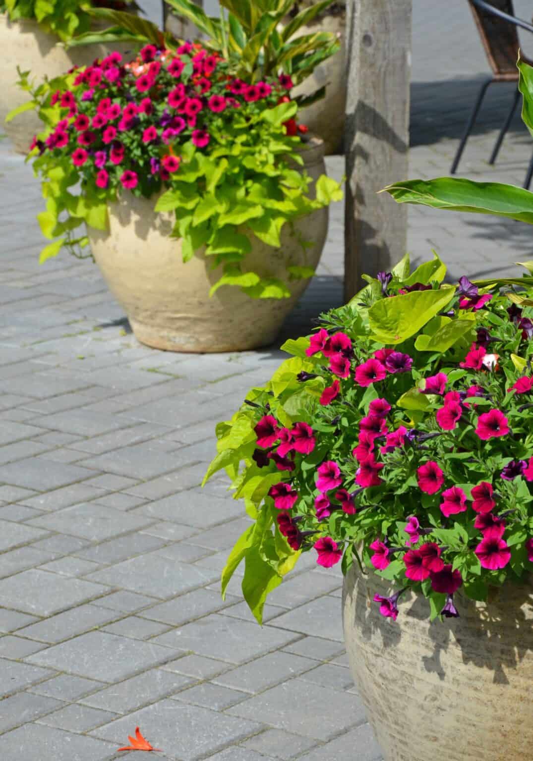 Plant combination ideas for container gardens 🌺 🌿 Boost your patio appeal!