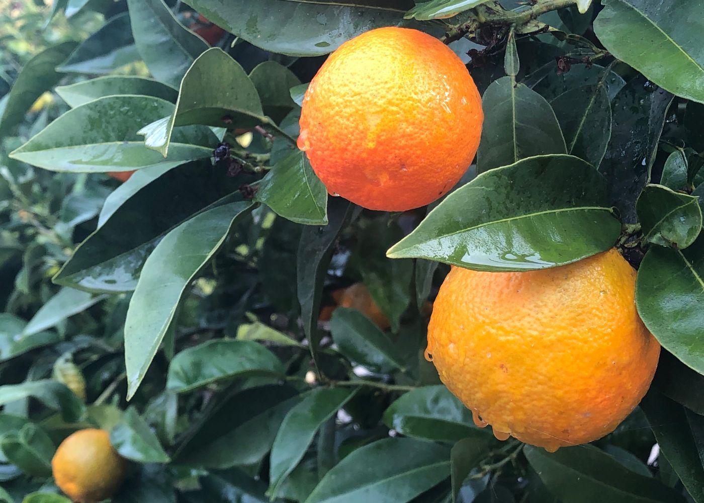 Pruning citrus after harvest