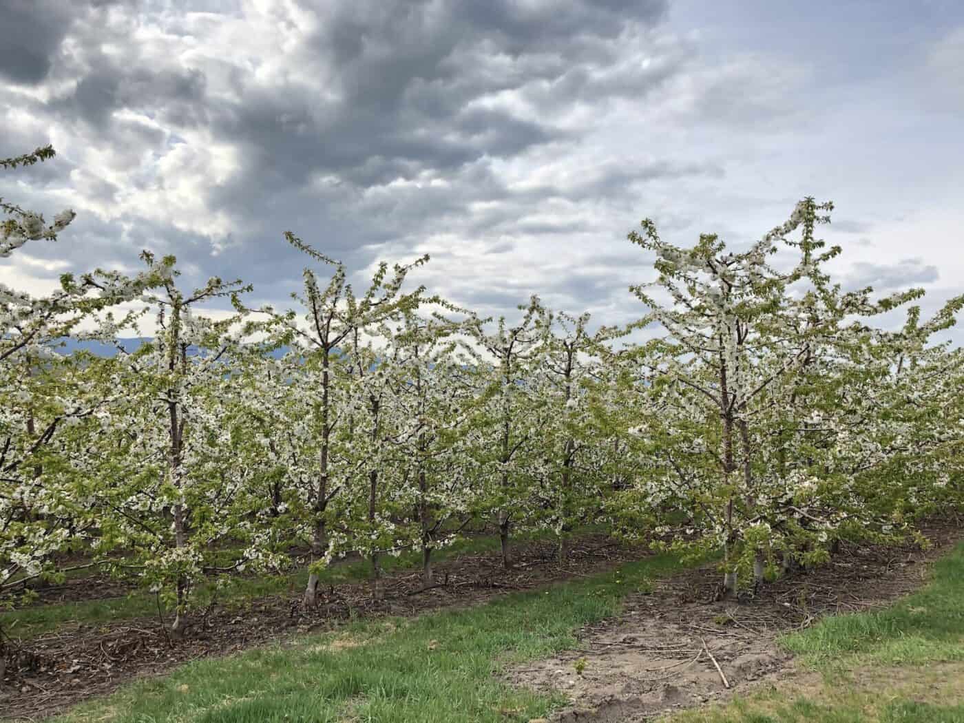 How to grow cherries 🍒 🌱 A comprehensive guide for juicy rewards