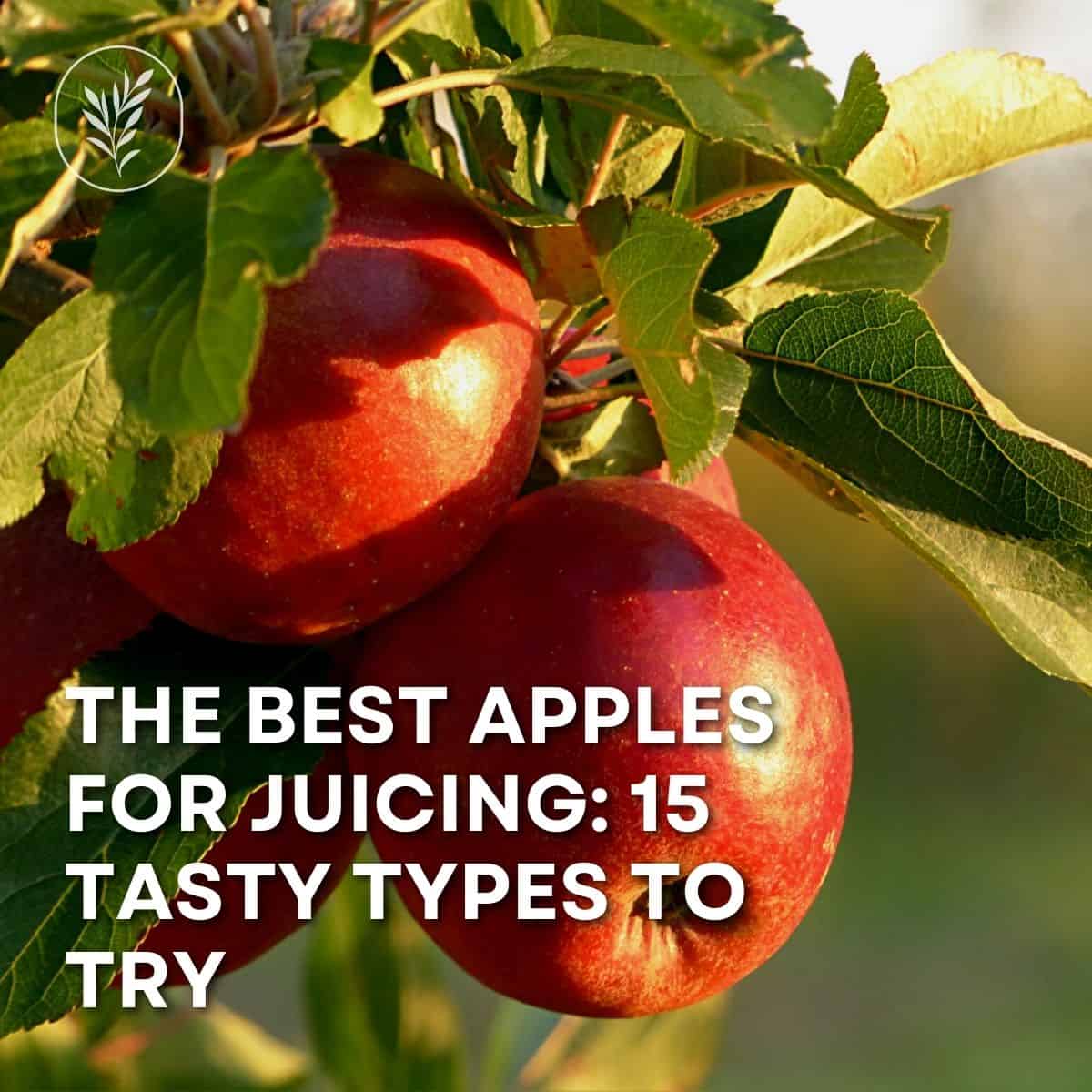The best apples for juicing - instagram via @home4theharvest