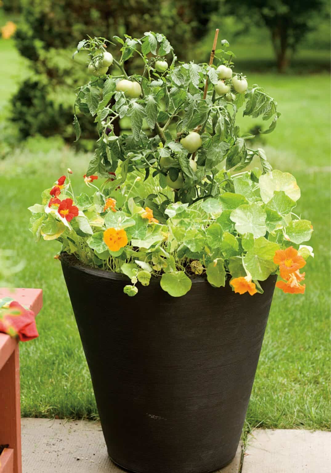 Plant combination ideas for container gardens 🌺 🌿 Boost your patio appeal!