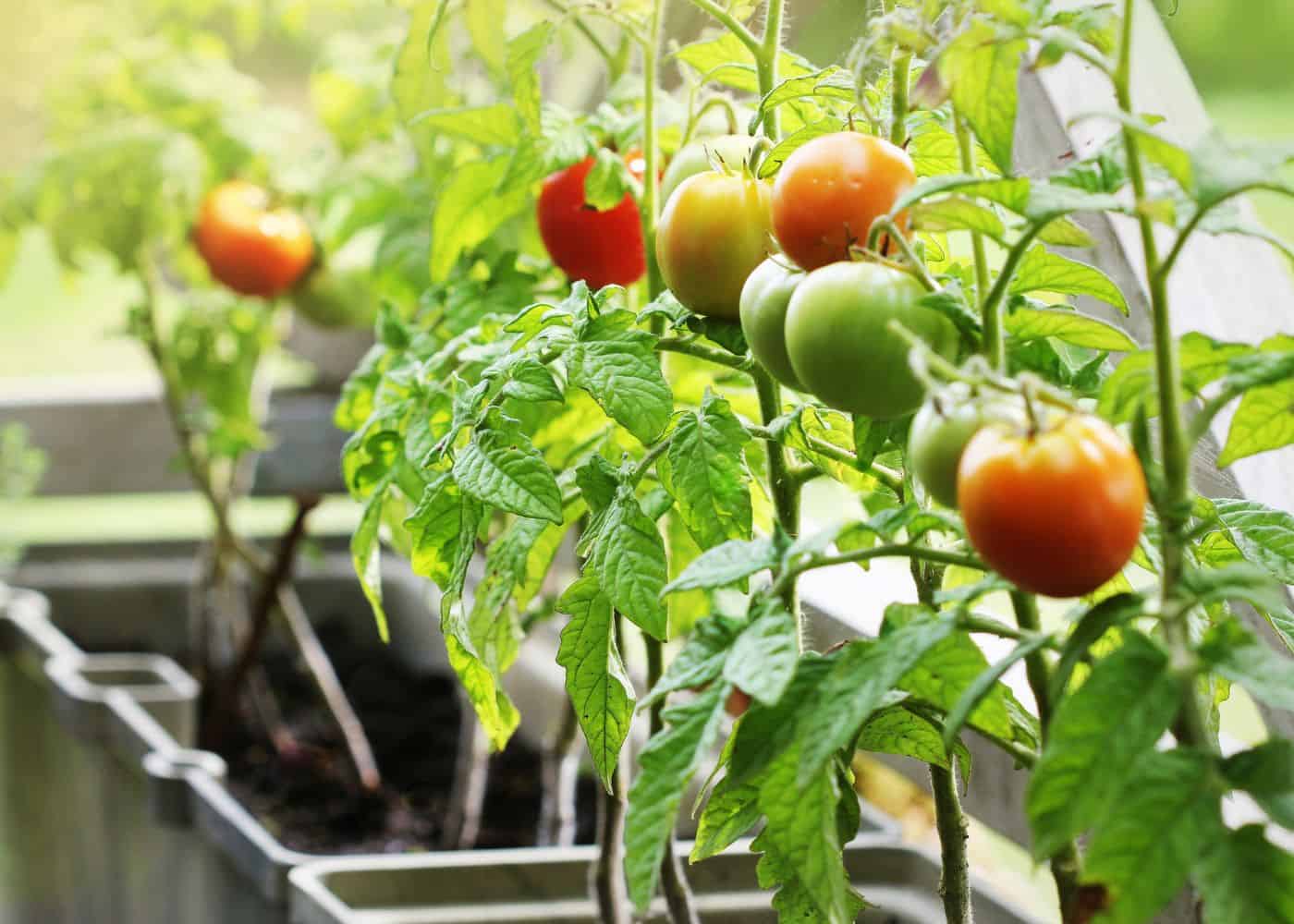 Tomato plants growing in containers on a deck