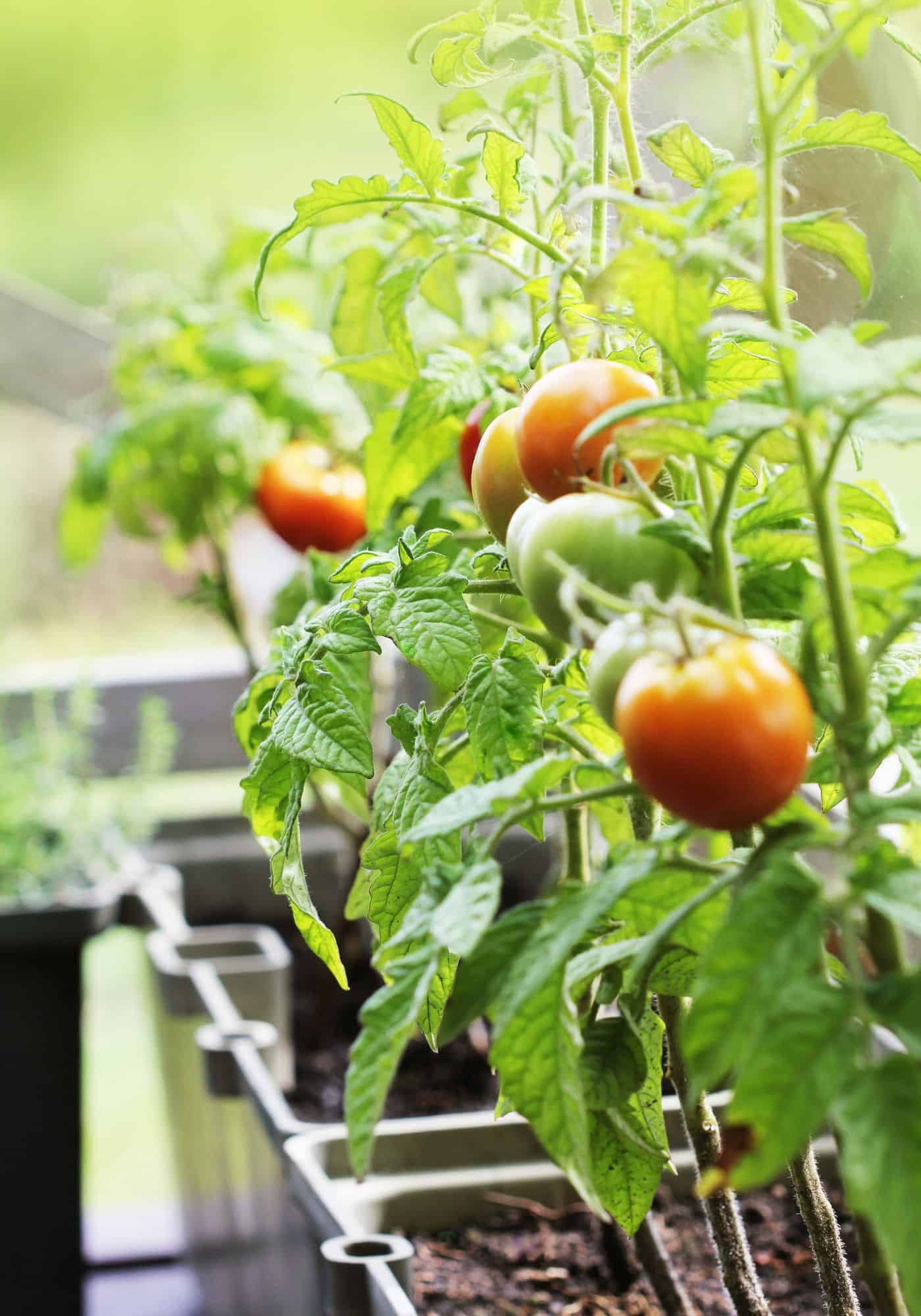 Tomato plants on patio