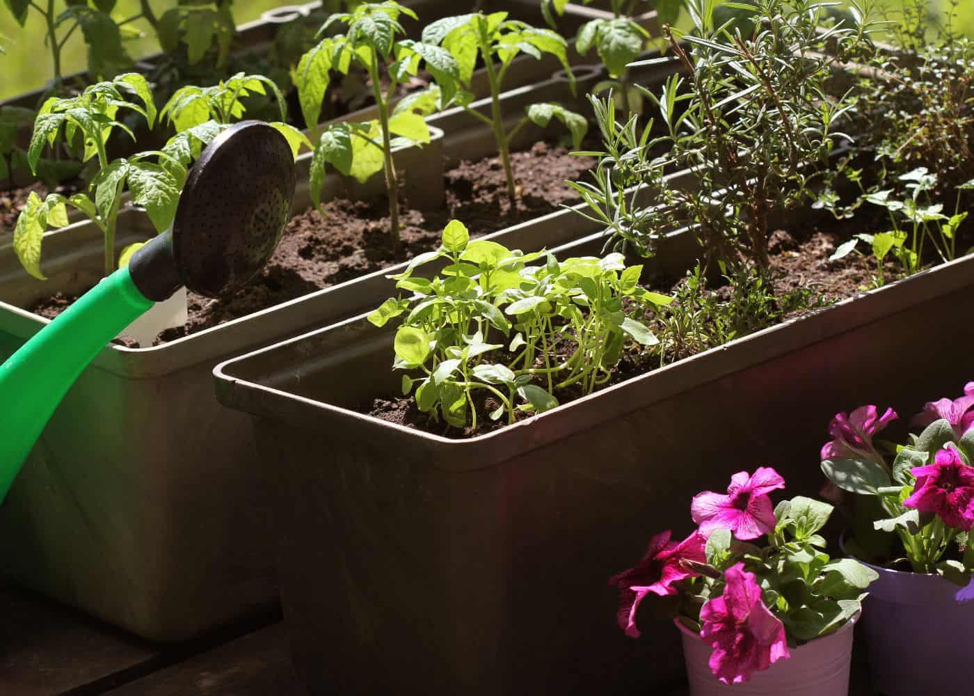 Tomatoes, herbs, and flowers growing in plastic planters