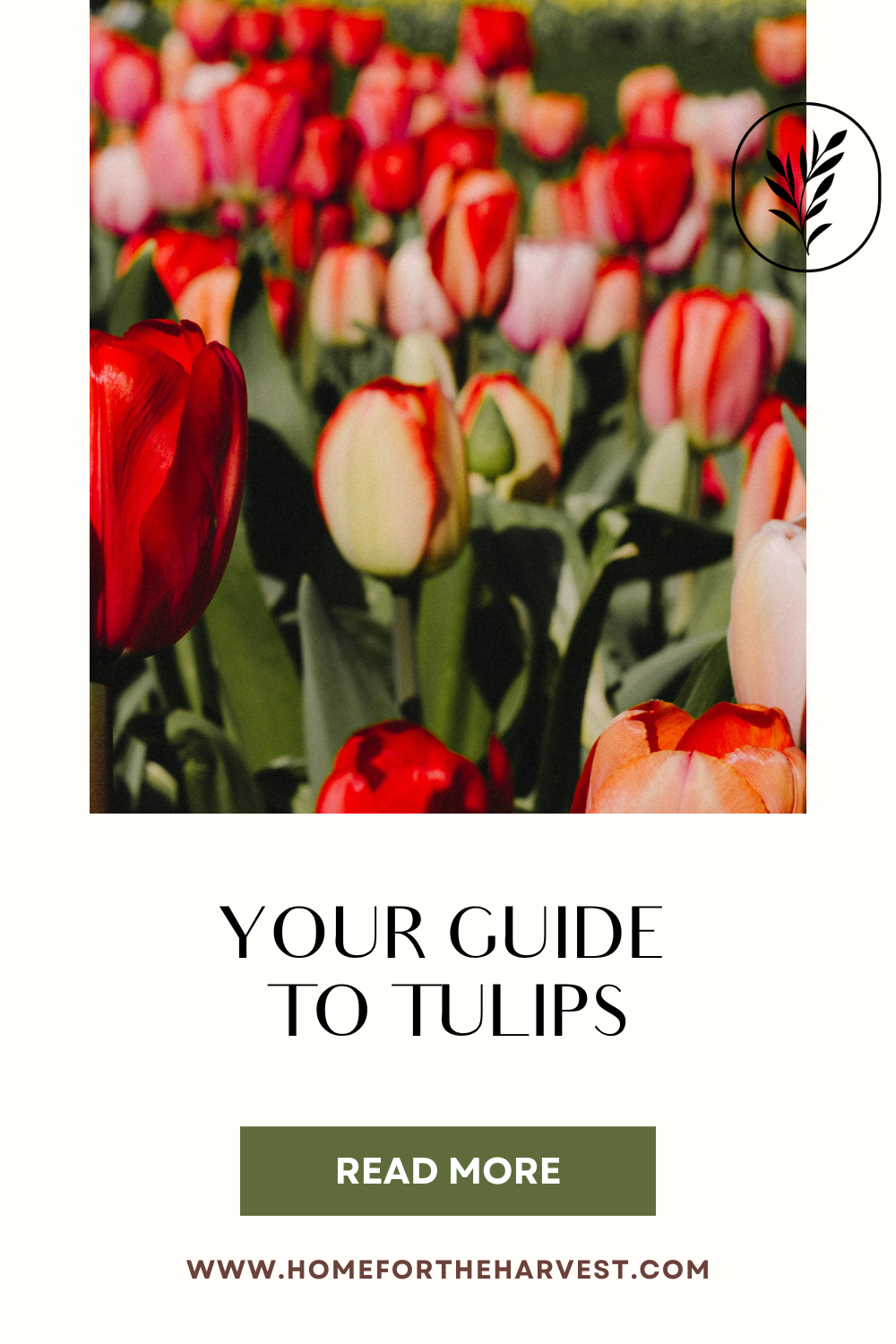 Tulips via @home4theharvest