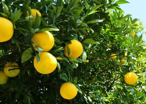 when to prune citrus trees