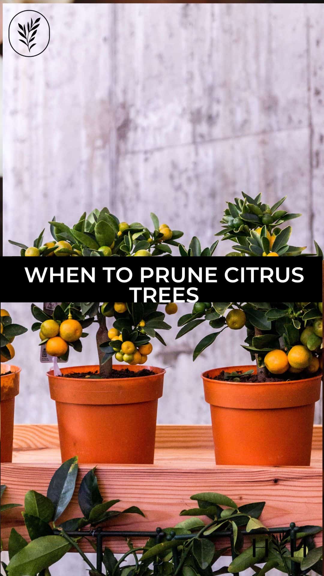When to prune citrus trees via @home4theharvest