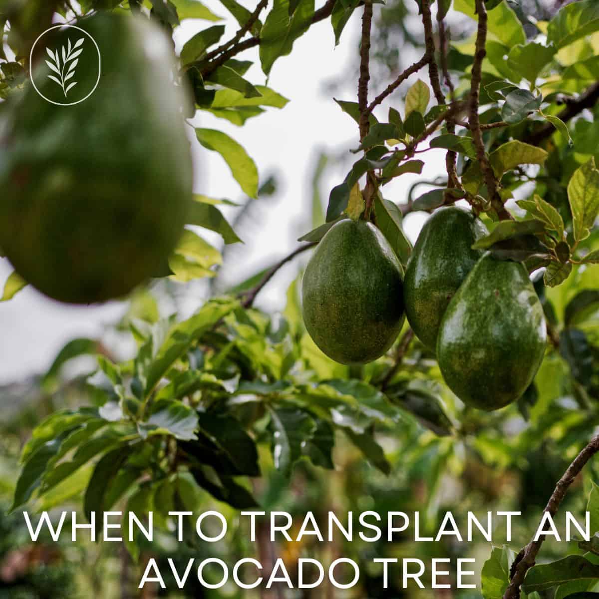 When to transplant an avocado tree via @home4theharvest