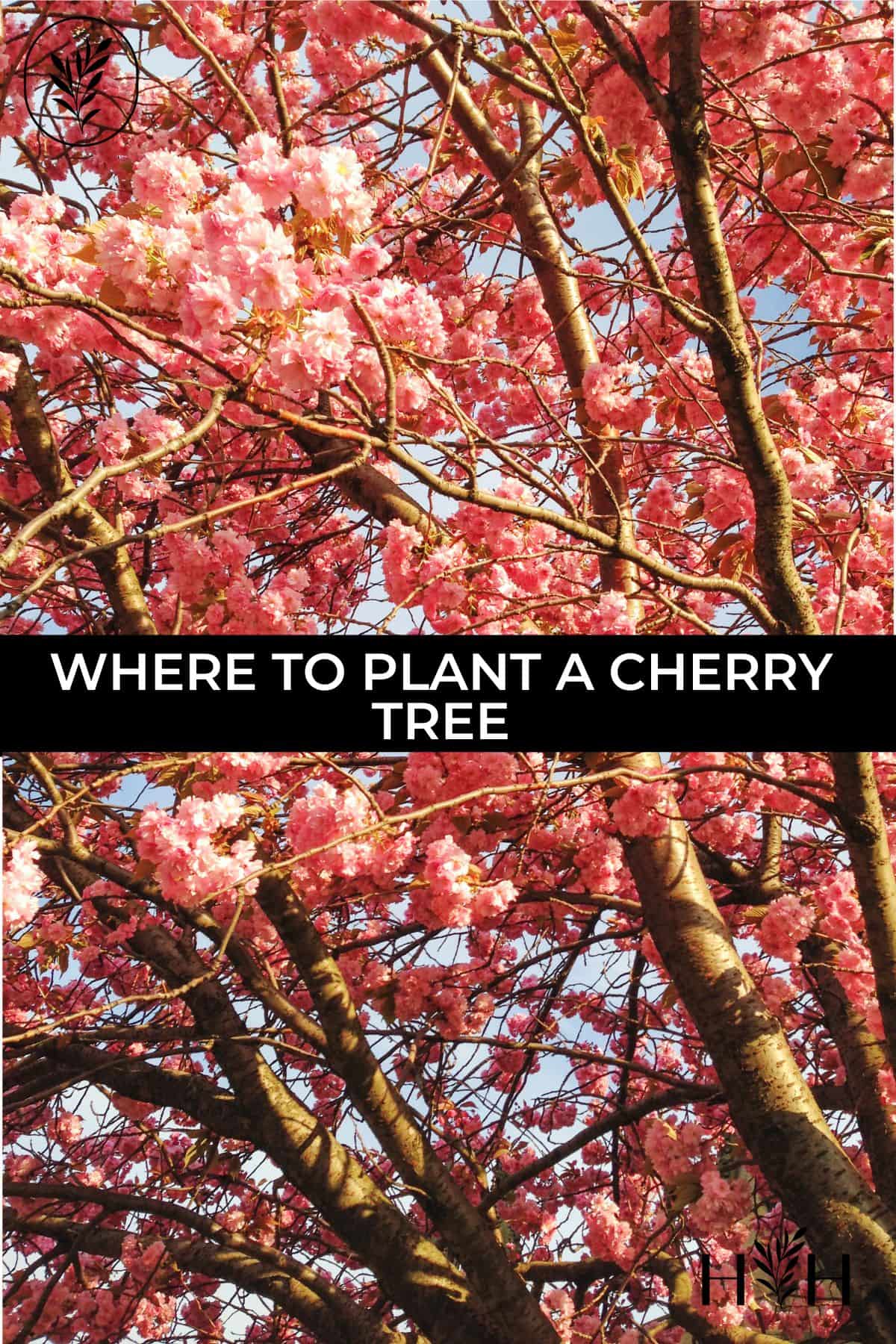 Where to plant a cherry tree via @home4theharvest