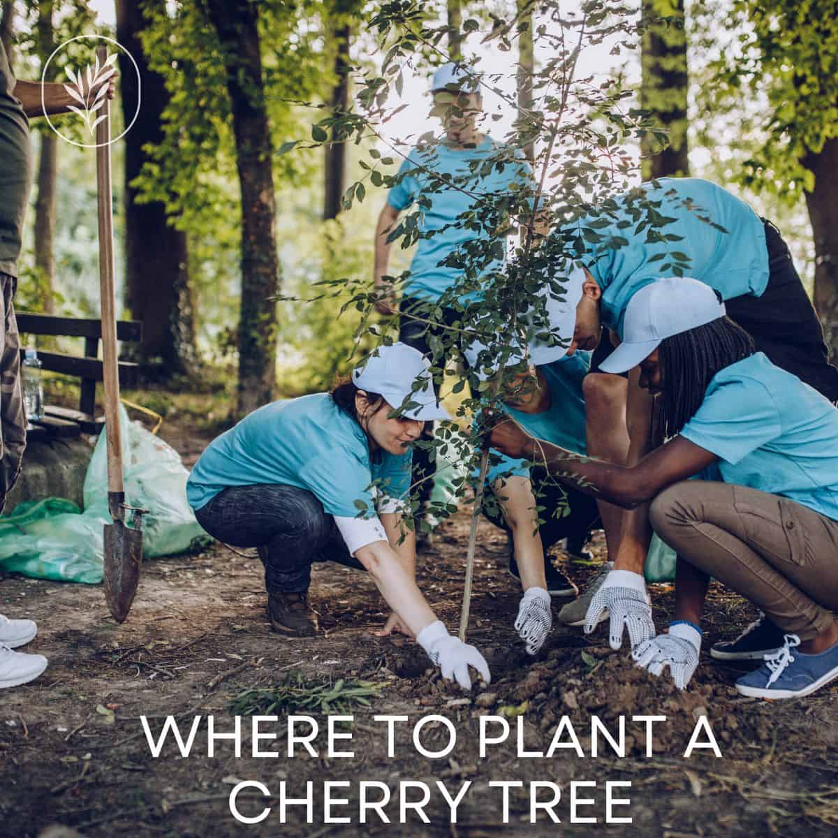 Where to plant a cherry tree via @home4theharvest