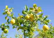 How Much Water Does A Lemon Tree Need Quenching Its Thirst The 