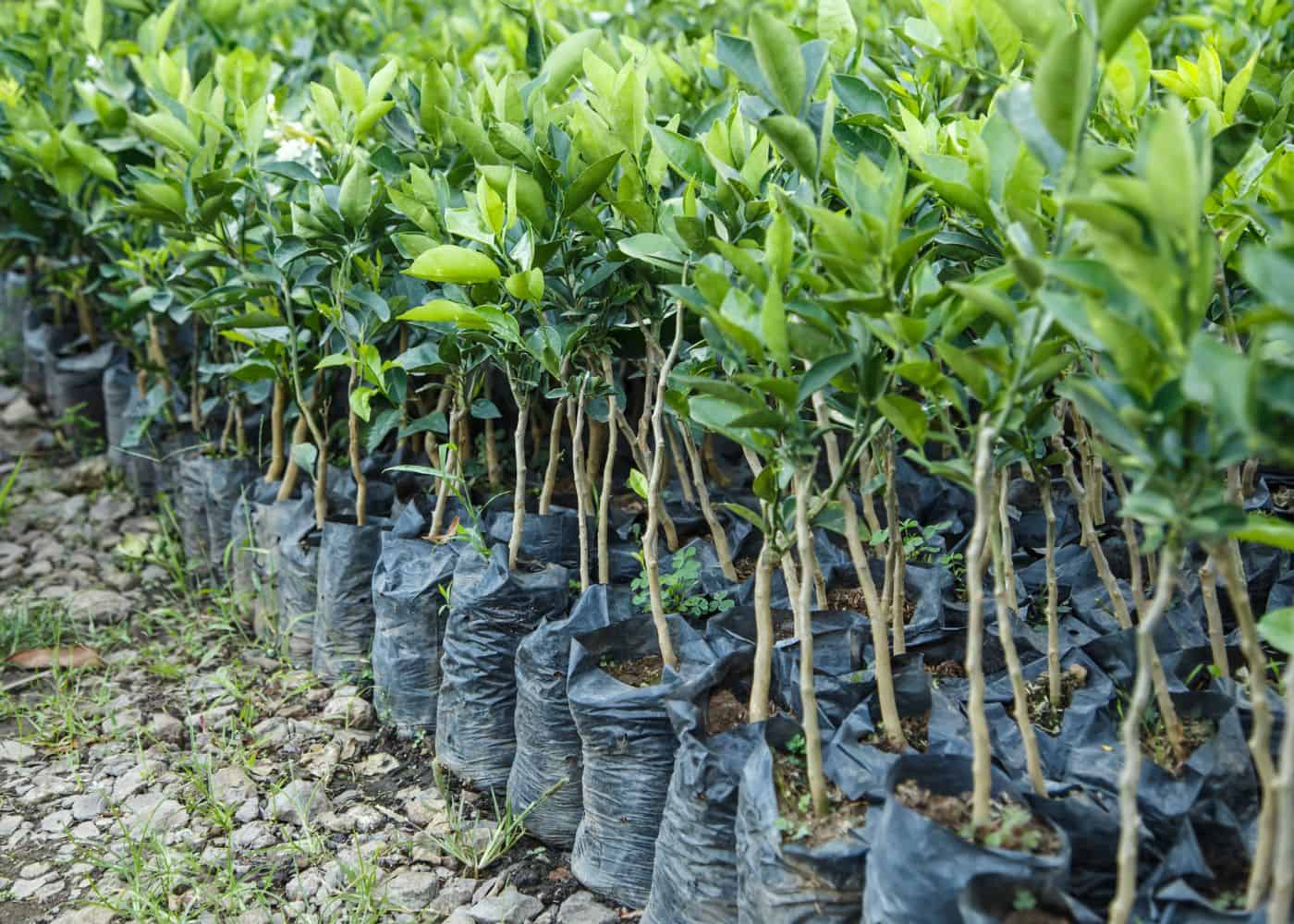 Young lemon trees at a plant nursery