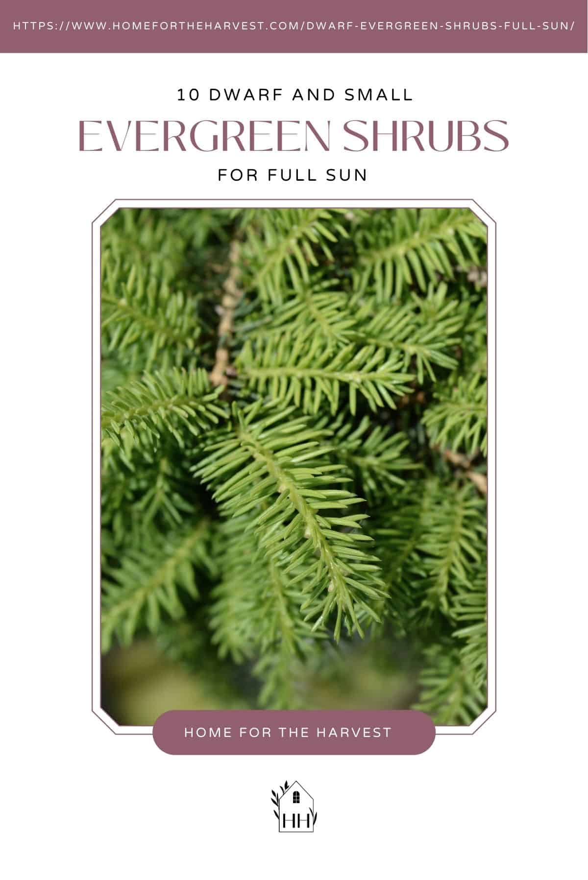 10 dwarf and small evergreen shrubs for full sun - pinterest via @home4theharvest
