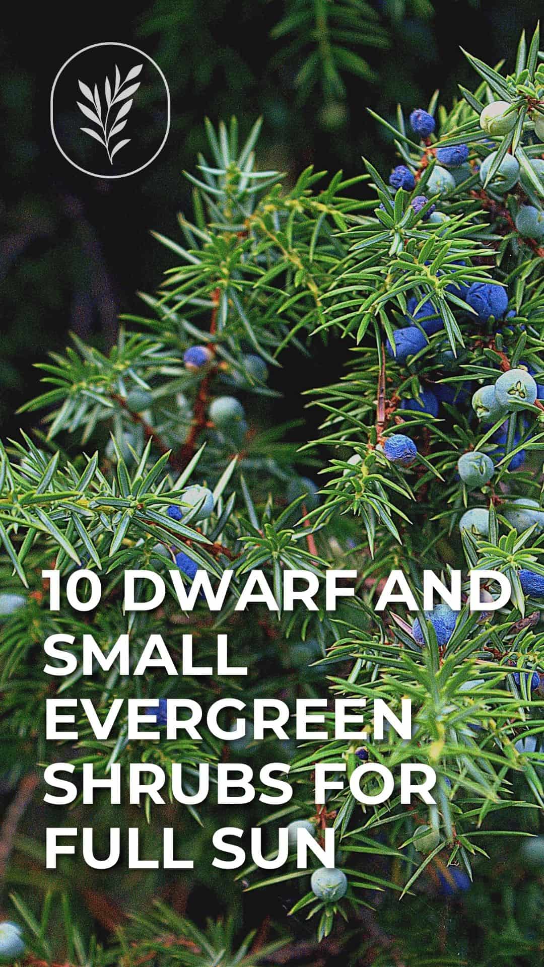 10 dwarf and small evergreen shrubs for full sun - story via @home4theharvest