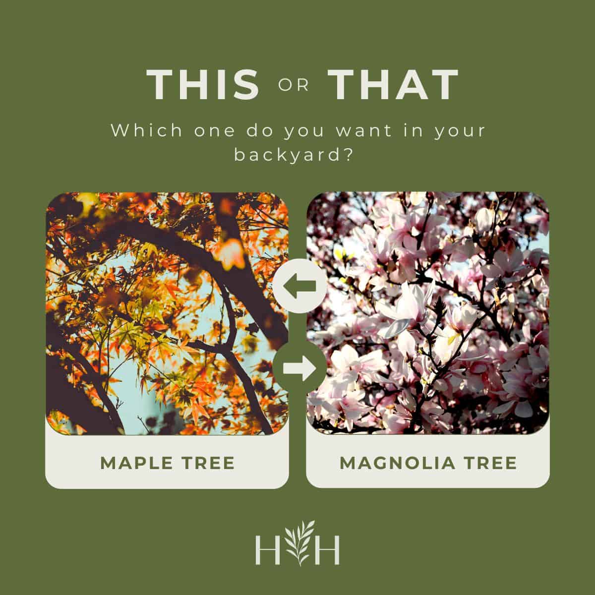15+ best trees for backyard beauty, shade, and privacy - instagram via @home4theharvest