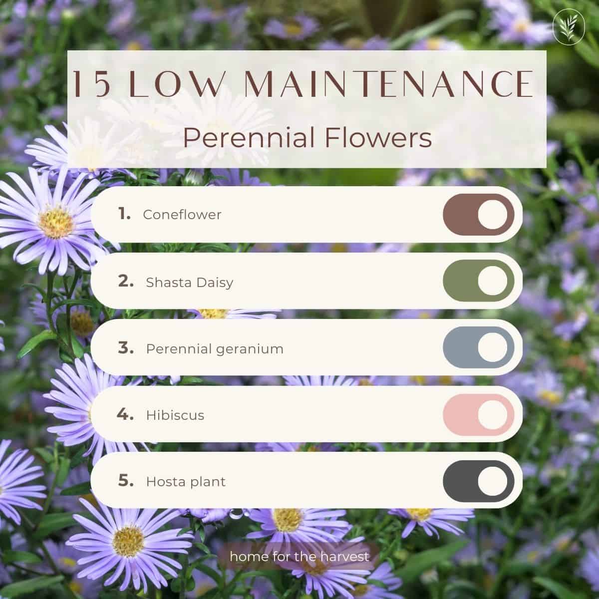 15 low maintenance perennial flowers - instagram via @home4theharvest
