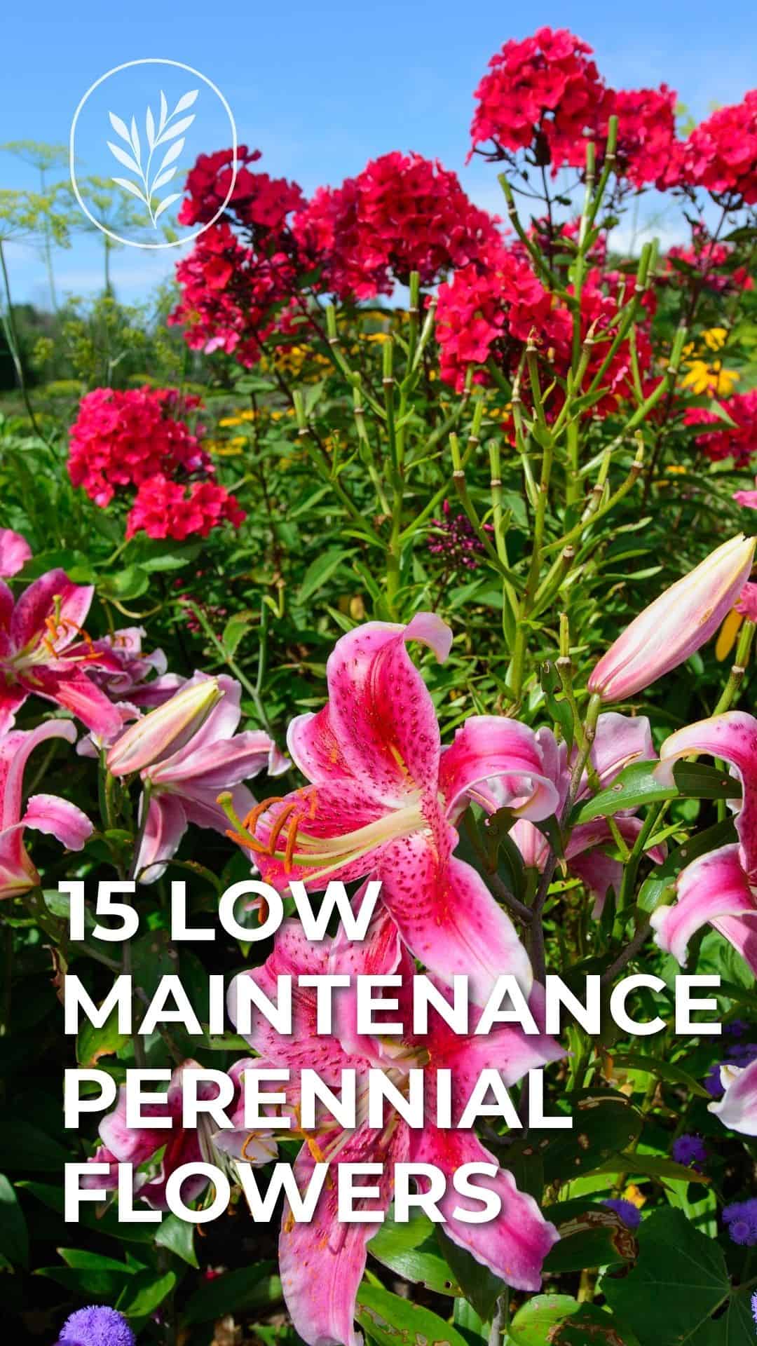 15 low maintenance perennial flowers - story via @home4theharvest